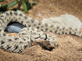 Sidewinder (Crotalus Cerastes), Captive Photographic Print by Michael Kern