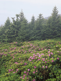 Catawba Rhododendrons on Roan Mountain,  Overlooking the Cherokee National Forest Photographic Print by Adam Jones