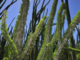 Madagascar Ocotillo (Alluaudia Procera), Didiereaceae, Spiny Forest, Berenty Private Reserve Photographic Print by Thomas Marent