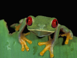 Red-Eyed Tree Frog (Agalychnis Callidryas), Cahuita National Park, Costa Rica Photographic Print by Thomas Marent
