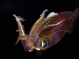 Male Bigfin Reef Squid (Sepioteuthis Lessoniana), Hawaii, USA Photographic Print by David Fleetham