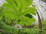 Skyward Fisheye View of Maple Blooming in Hardwood Forest Photographic Print by Adam Jones