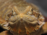Bearded Dragon, Pogona Vitticeps, Captive Lámina fotográfica por Adam Jones Bearded Dragon, Pogona Vitticeps, Captive Lámina fotográfica por Adam Jones