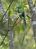 Resplendent Quetzal Male (Pharomachrus Mocinno), Cierro La Muerte, Costa Rica Photographie par Thomas Marent