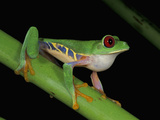 Red-Eyed Tree Frog (Agalychnis Callidryas), Cahuita National Park, Costa Rica Photographic Print by Thomas Marent