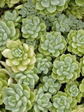 Stonecrop Plant Pattern Lámina fotográfica por Adam Jones