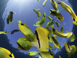 Schooling Milletseed Butterflyfish (Chaetodon Miliaris) Endemic to Molokini, Maui, Hawaii Photographic Print by David Fleetham