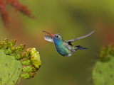 Broad-Billed Hummingbird (Cynanthus Latirostris) Approaching a Prickly Pear Cactus Bloom Photographic Print by Don Grall