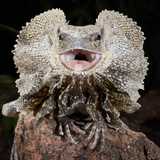 Frilled Dragon (Chlamydosaurus Kingii), Captive Photographic Print by Michael Kern