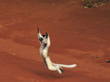 Verreaux's Sifaka Jumping (Propithecus Verreauxi), Berenty Private Reserve, Madagascar Photographic Print by Thomas Marent