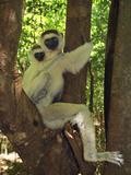Verreaux's Sifaka with an Infant (Propithecus Verreauxi), Berenty Private Reserve, Madagascar Photographic Print by Thomas Marent