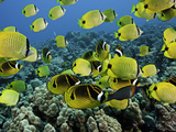 A Reef Scene with Schooling Milletseed Butterflyfish, and Raccoon Butterflyfish Photographic Print by David Fleetham