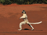 Verreaux's Sifaka Jumping and Walking Locomotion (Propithecus Verreauxi) Photographic Print by Thomas Marent