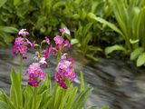 Parry Primrose Photographie par Don Grall