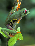Red-Eyed Tree Frog (Agalychnis Callidryas), Cahuita National Park, Costa Rica Photographic Print by Thomas Marent