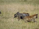 Spotted Hyenas (Crocutcrocuta) Attacking Desert Warthog (Phacochoerus Aethiopicus),  Kenya Photographie par Adam Jones
