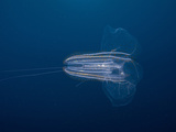 Ctenophore (Leucothea Pulchra), Nine-Mile Bank, San Diego, California, USA Photographic Print by Richard Herrmann