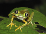 Lemur Leaf Frog (Phyllomedusa Lemur), Siquirres, Costa Rica Photographic Print by Thomas Marent