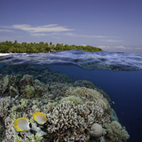Philippine Pangalo Reef Scene with Butterflyfish and Balicasag Island, Digital Composite Photographic Print by David Fleetham