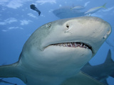 Lemon Shark Head (Negaprion Brevirostris), Bahamas, Atlantic Ocean Photographic Print by David Fleetham
