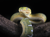 Emerald Tree Boa (Corallus Caninus) Native to Papua New Guinea, Captive Photographic Print by Michael Kern