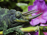 Head of a Male Jackson's Chameleon (Chamaeleo Jacksoni) Photographic Print by David Fleetham