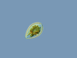 Diatom from a Saline Pond, LM X400 Photographic Print by Antonio Guillen