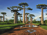 Grandidier´S Baobab (Adansonia Grandidieri), Near Morondava, Madagascar Fotografisk tryk af Thomas Marent Grandidier´S Baobab (Adansonia Grandidieri), Near Morondava, Madagascar Fotografisk tryk af Thomas Marent