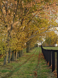 Tree and Fence on Horse Farm, Bluegrass Region Near Lexington, Kentucky Photographic Print by Adam Jones