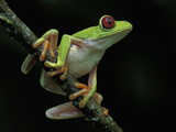 Red-Eyed Tree Frog (Agalychnis Callidryas), Cahuita National Park, Costa Rica Photographic Print by Thomas Marent