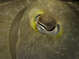 Close Up of the Eye of a Broadclub Cuttlefish (Sepia Latimanus), Mabul Island, Malaysia Photographic Print by David Fleetham