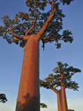 Grandidier´S Baobab (Adansonia Grandidieri), Near Morondava, Madagascar Photographic Print by Thomas Marent