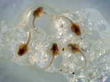 Yellowback Poison Dart Frog (Dendrobates Tinctorius) Tadpoles, Native to Suriname, Captive Photographic Print by Michael Kern