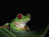 Red-Eyed Tree Frog (Agalychnis Callidryas), Cahuita National Park, Costa Rica Photographic Print by Thomas Marent