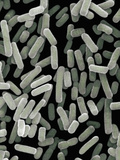 (Escherichia Coli) Bacteria, Commonly known as E. Coli, Sem X1 Photographic Print by Richard Kessel