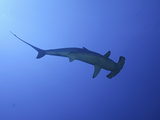 A Female Scalloped Hammerhead Shark (Sphyrna Lewini), Molokai, Hawaii, USA Lámina fotográfica por David Fleetham A Female Scalloped Hammerhead Shark (Sphyrna Lewini), Molokai, Hawaii, USA Lámina fotográfica por David Fleetham