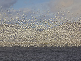 Massive Flock of Snow Geese in Flight, Klamath Basin, Klamath Falls, Oregon Photographic Print by Adam Jones