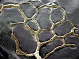 Slime Mold (Fuligo Septica) Plasmodium Slime Molds Were Formerly Classified as Fungi Photographic Print by Richard Kessel