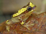 Hourglass Tree Frog (Dendropsophus Ebraccatus), Cahuita National Park, Costa Rica Photographic Print by Thomas Marent