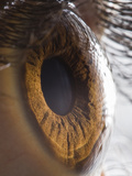 Close Up of Human Eye Photographic Print by Suren Manvelyan