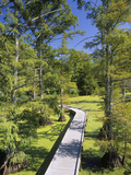 Boardwalk Through a Bald Cypress Swamp (Taxodium Distichum) Reelfoot Lake National Wildlife Refuge Photographic Print by Adam Jones