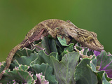 Mossy Leaf-Tail Gecko (Uroplatus Sikorae), Madagascar Photographic Print by Adam Jones
