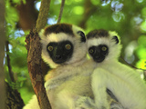 Verreaux's Sifaka with an Infant (Propithecus Verreauxi), Berenty Private Reserve, Madagascar Photographic Print by Thomas Marent