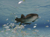 Nurse Shark (Ginglymostoma Cirratum) Swimming Among a School of Juvenile Jacks and a Remora Photographic Print by David Fleetham
