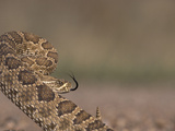 A Prairie Rattlesnake, Crotalus Viridis Viridis, Is Coiled and Ready to Strike Photographic Print by Don Grall