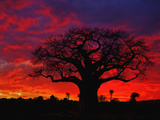 African Baobab Tree (Adansonia Digitata) Silhouetted at Sunset, Tarangire National Park, Tanzania Photographic Print by Adam Jones