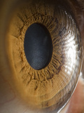 Close Up of Human Eye Photographic Print by Suren Manvelyan