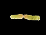 E. Coli Bacteria Dividing by Fission, SEM X15,000 Photographic Print by Stanley Flegler