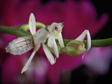 Orchid Mantis (Hymenopus Coronatus), Malaysia, Captivity Photographic Print by Michael Kern