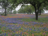 Texas Bluebonnets, Lupinus Texensis, and Texas Paintbrush, Castillejindivisa Photographic Print by Adam Jones